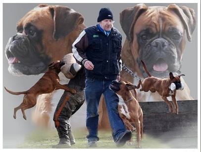 boxer ter dekking uitgebalanceerd karakter geen witte pups