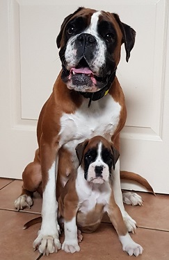 boxer pups te koop met stamboom boxerpups