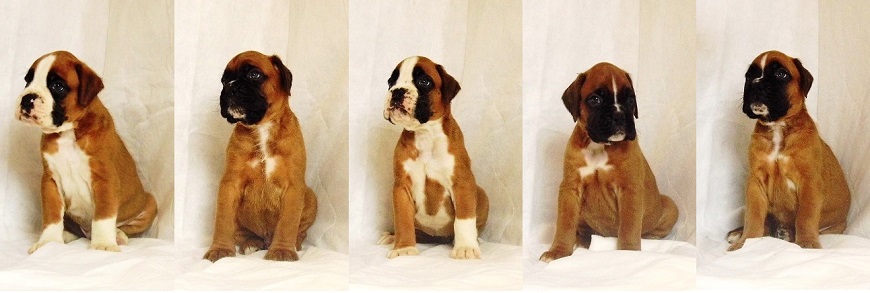 f nest van Wordanis boxer pups