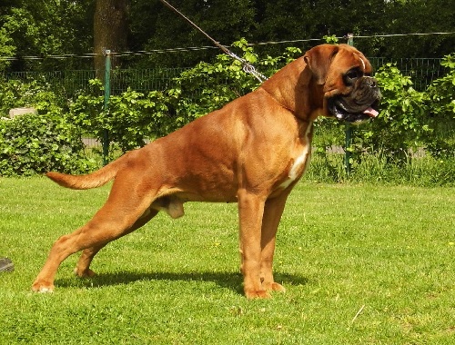 dekreu boxer Frits vd Kroeze Danne