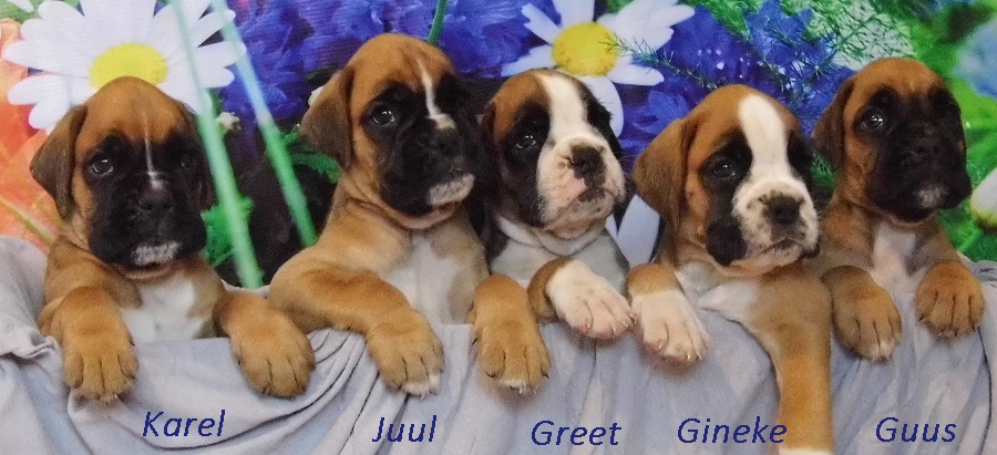 Boxerkennel van Wordanis boxer pups 6 weken