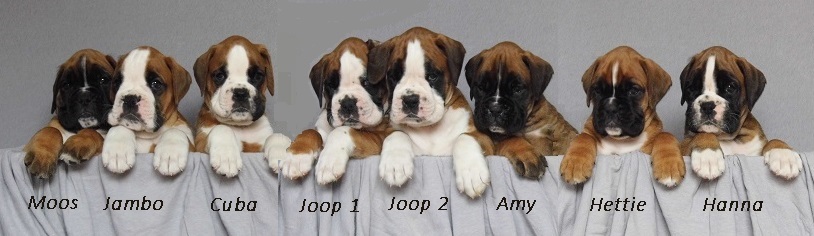 boxer pups met stamboom te koop