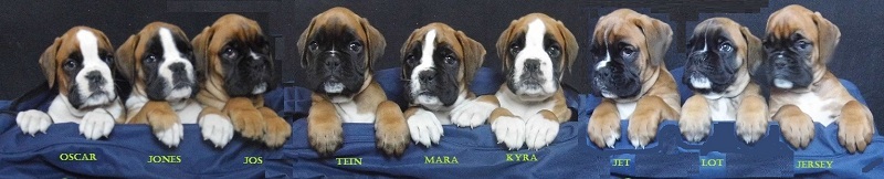 boxerpups met stamboom te koop bij boxerkennel Wordanis