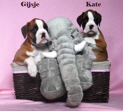 Boxer puppys