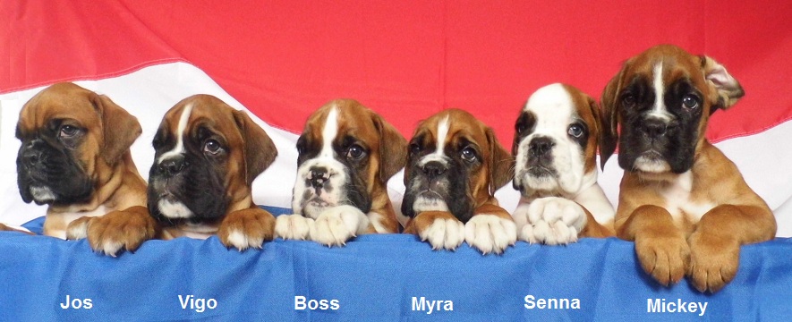 boxer pups met stamboom van Wordanis boxerkennel