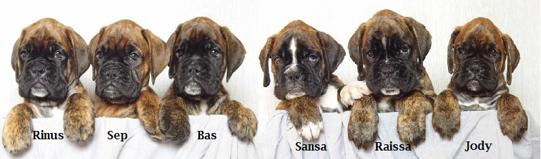 Boxer pups met stamboom te koop boxerkennel van Wordanis