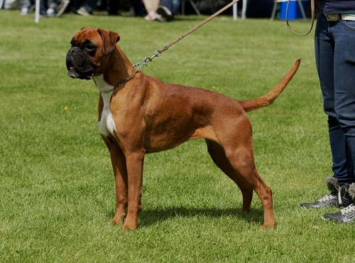 boxerkennel heeft boxer pups met stamboom te koop gele pup