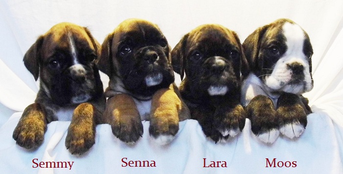 boxerkennel Wordanis heeft boxer pups met stamboom te koop