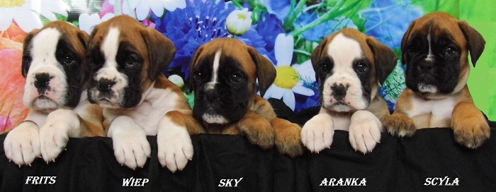 boxer fokker heeft boxer pups met stamboom te koop