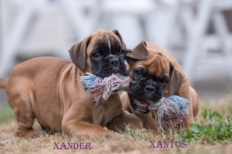 Xander en Xantos van Wordanis