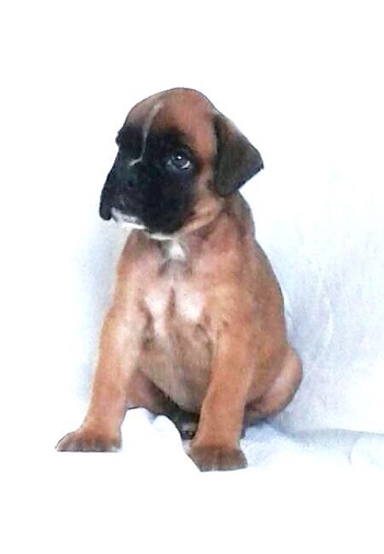 boxer pup geel