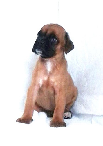 boxer puppy