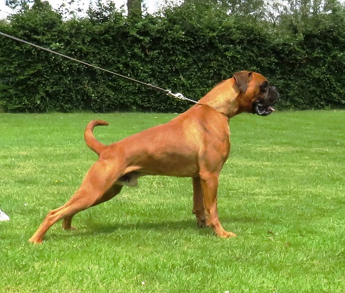 Top boxer reu vererft geen witte pups