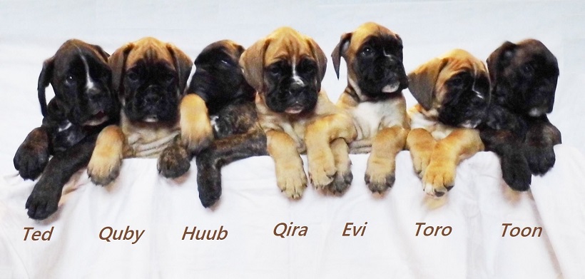 Boxer pups te koop beschikbaar met stamboom